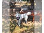 Huskies Mix DOG FOR ADOPTION RGADN-1224253 - Ghost - Husky / Mixed Dog For