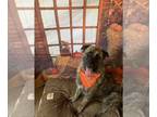 Mix DOG FOR ADOPTION RGADN-1224261 - Argos - Dutch Shepherd Dog For Adoption