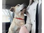 Labrador Retriever Mix DOG FOR ADOPTION RGADN-1224299 - Cassie - Labrador