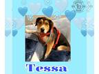 German Shepherd Dog-Huskies Mix DOG FOR ADOPTION RGADN-1224325 - Tessa - German