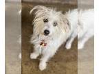 Parson Russell Terrier Mix DOG FOR ADOPTION RGADN-1224326 - Norman - West