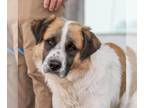 Saint Bernard Mix DOG FOR ADOPTION RGADN-1224347 - Freckles - Saint Bernard /