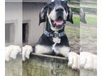 Great Dane DOG FOR ADOPTION RGADN-1224353 - Rose - Great Dane (short coat) Dog