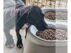 Great Dane DOG FOR ADOPTION RGADN-1224357 - Kelsie - Great Dane (short coat) Dog