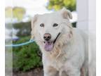 Golden Retriever Mix DOG FOR ADOPTION RGADN-1224360 - Gloria - Adopted!
