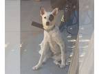 Labrador Retriever Mix DOG FOR ADOPTION RGADN-1224368 - MADDIE - Australian