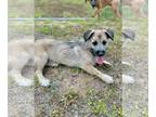 Border Terrier-Pembroke Welsh Corgi Mix DOG FOR ADOPTION RGADN-1224377 - Houston