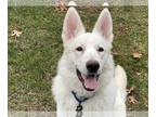 Mix DOG FOR ADOPTION RGADN-1224379 - Lupin - White German Shepherd (long coat)