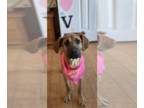 Black Mouth Cur DOG FOR ADOPTION RGADN-1224385 - Tilley - Black Mouth Cur Dog