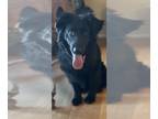 Shepradors DOG FOR ADOPTION RGADN-1224386 - Romeo - Labrador Retriever / German