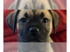 Boxer-Pug Mix DOG FOR ADOPTION RGADN-1224394 - Uriel - Pug / Boxer / Mixed Dog