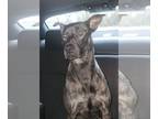 Boxer Mix DOG FOR ADOPTION RGADN-1224400 - Oscar J. - Boxer / Mixed (short coat)