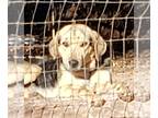 Coonhound Mix DOG FOR ADOPTION RGADN-1224404 - Puppy Charlie C