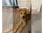 Australian Shepherd Mix DOG FOR ADOPTION RGADN-1224442 - Skye - Australian