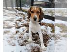 Beagle Mix DOG FOR ADOPTION RGADN-1224443 - Kaw - Beagle / Mixed (short coat)