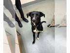 Collie-Labrador Retriever Mix DOG FOR ADOPTION RGADN-1224453 - BADGER - Labrador