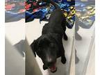 Labrador Retriever DOG FOR ADOPTION RGADN-1224517 - SPINNAKER - Labrador