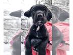 English Springer Spaniel-Rottweiler Mix DOG FOR ADOPTION RGADN-1224519 - Jibitz