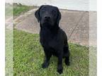 Labrador Retriever DOG FOR ADOPTION RGADN-1224523 - Tuesday - Labrador Retriever