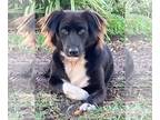 Borador DOG FOR ADOPTION RGADN-1224525 - Cookie - Border Collie / Labrador