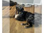 Australian Shepherd DOG FOR ADOPTION RGADN-1224530 - Evie - Australian Shepherd