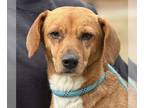 Beagle Mix DOG FOR ADOPTION RGADN-1224551 - Jackie - Beagle / Mixed (short coat)