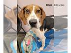 American Foxhound DOG FOR ADOPTION RGADN-1224553 - Dixie - American Foxhound