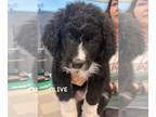 Great Pyrenees-Saint Bernard Mix DOG FOR ADOPTION RGADN-1224560 - OLIVE - Great