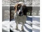 Bagle Hound DOG FOR ADOPTION RGADN-1224574 - DAISY - Basset Hound / Beagle /