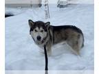 Alaskan Malamute DOG FOR ADOPTION RGADN-1224578 - Rain - Alaskan Malamute (long