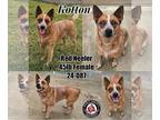 Mix DOG FOR ADOPTION RGADN-1224581 - Kotton - Red Heeler (short coat) Dog For