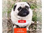 Pug DOG FOR ADOPTION RGADN-1224582 - Andy - Pug Dog For Adoption