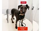 Labrador Retriever Mix DOG FOR ADOPTION RGADN-1224584 - TiTi - Labrador