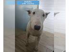 Bull Terrier DOG FOR ADOPTION RGADN-1224586 - Buddy - Bull Terrier Dog For