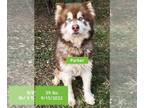 Alusky DOG FOR ADOPTION RGADN-1224588 - Parker - Alaskan Malamute / Siberian