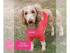 Poodle (Standard) DOG FOR ADOPTION RGADN-1224589 - Cynnie - Poodle (Standard)