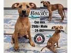 Black Mouth Cur Mix DOG FOR ADOPTION RGADN-1224591 - Rowdy - Black Mouth Cur /