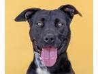 Labrador Retriever Mix DOG FOR ADOPTION RGADN-1224595 - SHEILA - Labrador