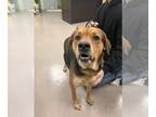 Rottweiler Mix DOG FOR ADOPTION RGADN-1224622 - Piper - Rottweiler / Terrier /