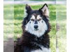 Alaskan Malamute Mix DOG FOR ADOPTION RGADN-1224637 - Little - Alaskan Malamute