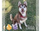 Siberian Husky DOG FOR ADOPTION RGADN-1224651 - CLAY - Siberian Husky (medium