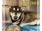 Mix DOG FOR ADOPTION RGADN-1224655 - CICI - Husky (medium coat) Dog For