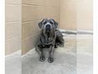 Neapolitan Mastiff DOG FOR ADOPTION RGADN-1224657 - BEEFCAKE - Neapolitan