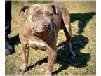 American Pit Bull Terrier Mix DOG FOR ADOPTION RGADN-1224681 - LIBERTY - Pit