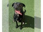 Labrador Retriever Mix DOG FOR ADOPTION RGADN-1224702 - Mister - $75 Adoption