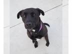 Labrador Retriever Mix DOG FOR ADOPTION RGADN-1224703 - King - Labrador