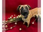 German Shepherd Dog-Saint Bernard Mix DOG FOR ADOPTION RGADN-1224705 - SIR BRUNO