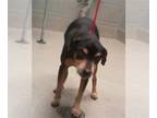 Miniature Pinscher Mix DOG FOR ADOPTION RGADN-1224711 - CHARLIE - Miniature