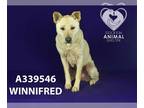 Chinese Shar-Pei Mix DOG FOR ADOPTION RGADN-1224713 - WINNIFRED - Australian