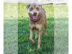 Doberman Pinscher Mix DOG FOR ADOPTION RGADN-1224747 - Albert - Hound / Doberman